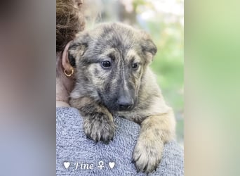 Felicita, Felix, Flori, Fanny, Frida und Fine suchen ab Ende Dezember ein Zuhause