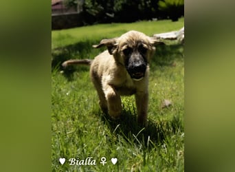 Update: Mischlingswelpen Bado, Bizou, Bilka  und Biala suchen ein Zuhause