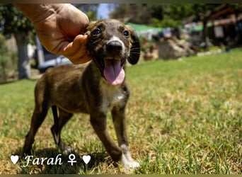 Farah,  Felina und Felipe   suchen ein Zuhause