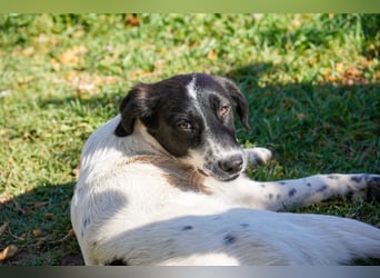Dora, Darios, Dakis und Damon suchen ein Zuhause
