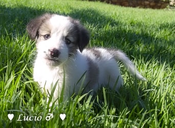 Luise, Luigi, Lucio und Peppito suchen ein Zuhause