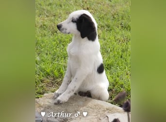 Arthur  und Argos  suchen ab Mitte November ein Zuhause