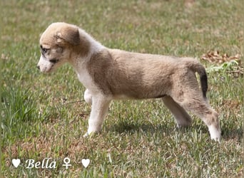 Barney, Bella, Bibi und Bina suchen ab Mitte November ein Zuhause