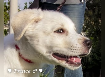 Peppito  und Prince  suchen ein Zuhause Peppito  und Prince  suchen ein Zuhause