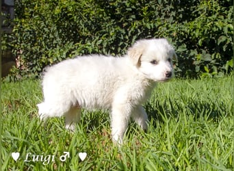 Luise, Luigi, Lucio und Peppito suchen ein Zuhause