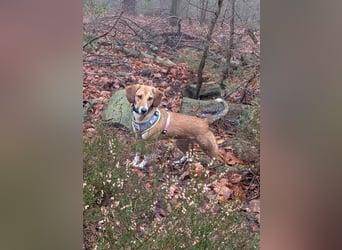 Verschmuste Familienhündin Nellie sucht ihr Zuhause - In der Südpfalz zu besuchen