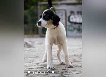 Farah,  Felina und Fabio   suchen ein Zuhause