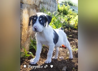 Peppito sucht ein Zuhause