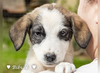 Barney, Bella, Bibi und Bina suchen ab Mitte November ein Zuhause