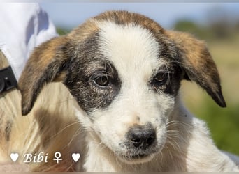 Update: Bibi  sucht ab Mitte November ein Zuhause