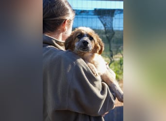 Elias, Evi, Elli und Eros suchen ab Ende März ein Zuhause