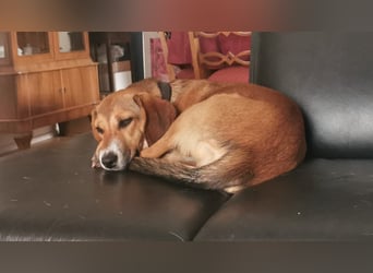 In der Südpfalz zu besuchen: Familienhündin Nellie sucht ihr Zuhause