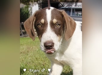 Arthur  und Argos  suchen ab Mitte November ein Zuhause