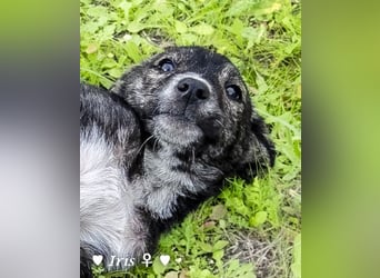 Ira, Iris und Izzy suchen ab Januar ein Zuhause