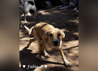 Farah,  Felina und Fabio   suchen ein Zuhause