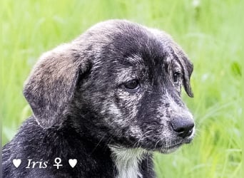 Ira, Iris und Izzy suchen ab Januar ein Zuhause