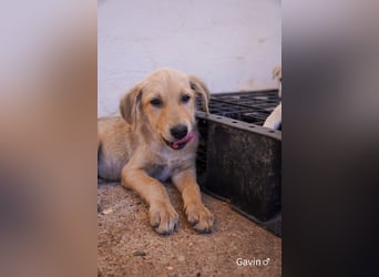 Unsere hübschen Grauen suchen ab sofort ein Zuhause