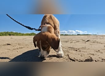 Der kleine Marlon sucht ein Zuhause (zur Pflege in SH)