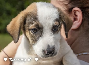Barney, Bella, Bibi und Bina suchen ab Mitte November ein Zuhause