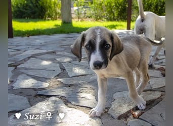 Suzi und Smila   suchen ein Zuhause