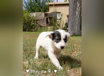 Luise, Luigi, Lucio und Peppito suchen ein Zuhause