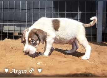 Ada,  Annie, Anton, Albert und Argos  suchen ab Mitte November ein Zuhause