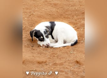 Update: Peppito  sucht ein Zuhause