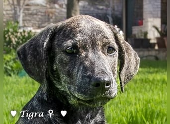 Peppito  und Tigra suchen ein Zuhause