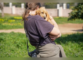 Gaia und Gino suchen ein Zuhause