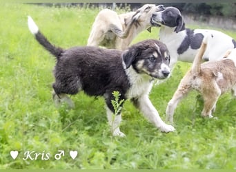 Katie, Kira und Kris suchen ein Zuhause