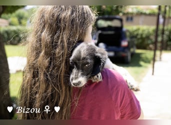 Update: Mischlingswelpen Bado, Bizou, Bilka  und Biala suchen ein Zuhause