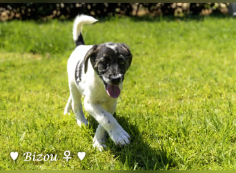 Bacardi, Biala, Babette und Bizou suchen ab August ihr Zuhause