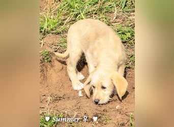 Willie, Wilma und Summer suchen ein Zuhause