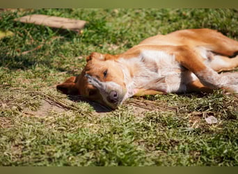 Elias und Elton  suchen  ein Zuhause