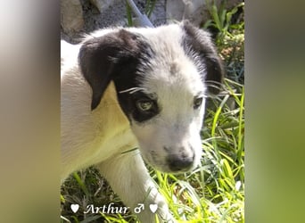 Ada,  Anton, Albert und Argos  suchen ab Mitte November ein Zuhause