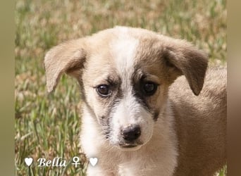 Barney, Bella, Bibi und Bina suchen ab Mitte November ein Zuhause
