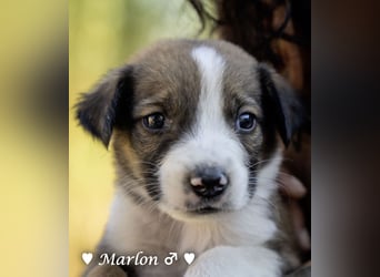 Der kleine Marlon sucht ein Zuhause (zur Pflege in SH)