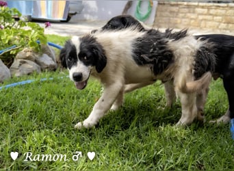 Ramon, Ralf, Randy, Ray und Raischa suchen ein Zuhause