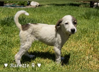 Bacardi, Biala, Babette und Bizou suchen ab August ihr Zuhause