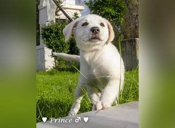 Peppito  und Prince  suchen ein Zuhause Peppito  und Prince  suchen ein Zuhause