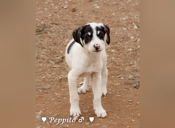 Update: Peppito  sucht ein Zuhause