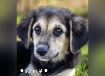 Welpe Randie und ihre Geschwister suchen ein Zuhause