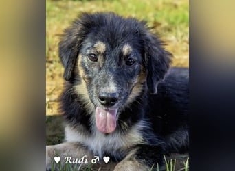 Welpe Randie und ihre Geschwister suchen ein Zuhause
