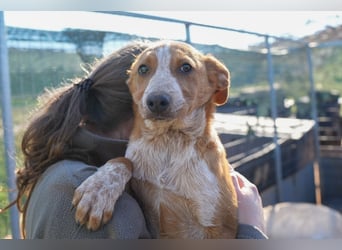 Elias, Evi, Elli und Eros suchen ab Ende März ein Zuhause