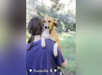 Kanella  sucht ein  Zuhause