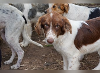 Darios sucht ein Zuhause