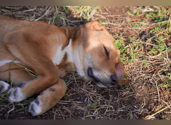 Elias und Elton  suchen  ein Zuhause