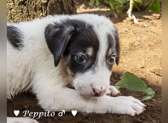 Luise, Luigi, Lucio und Peppito suchen ein Zuhause