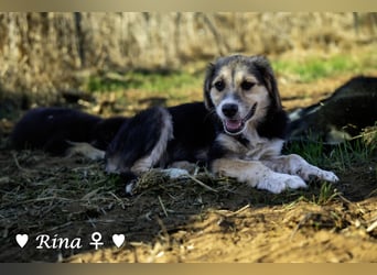 Welpe Randie und ihre Geschwister suchen ein Zuhause