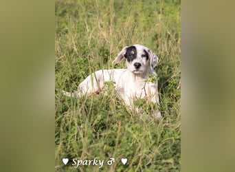 Sparky  sucht ein Zuhause